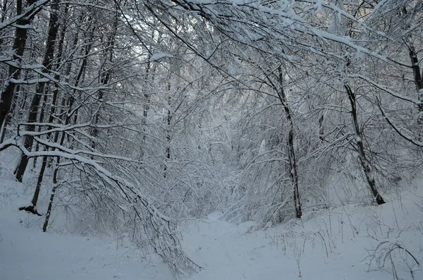 Árvores cobertas com geada e neve nas montanhas — Fotografia de Stock