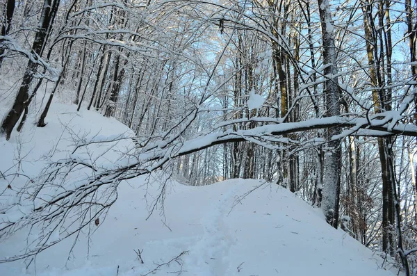 Árvores cobertas com geada e neve nas montanhas — Fotografia de Stock