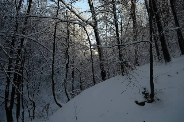 Árboles cubiertos de heladas y nieve en las montañas —  Fotos de Stock