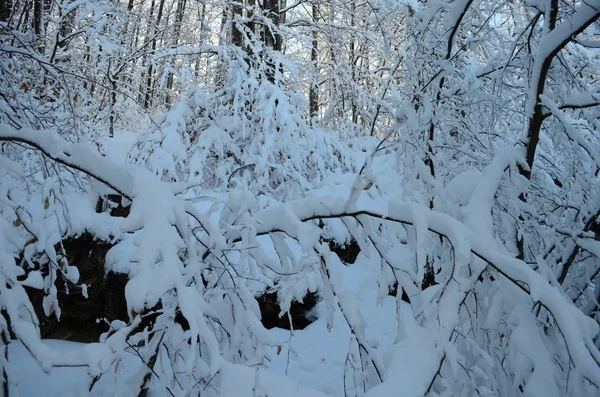 Árvores cobertas com geada e neve nas montanhas — Fotografia de Stock