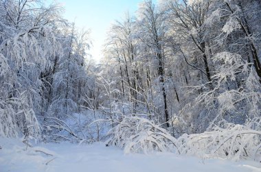 Dağlarda kar ve karla kaplı ağaçlar
