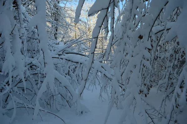 Árvores cobertas com geada e neve nas montanhas — Fotografia de Stock