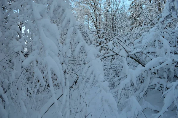 Δέντρα καλυμμένα με πάγο και χιόνι στα βουνά — Φωτογραφία Αρχείου