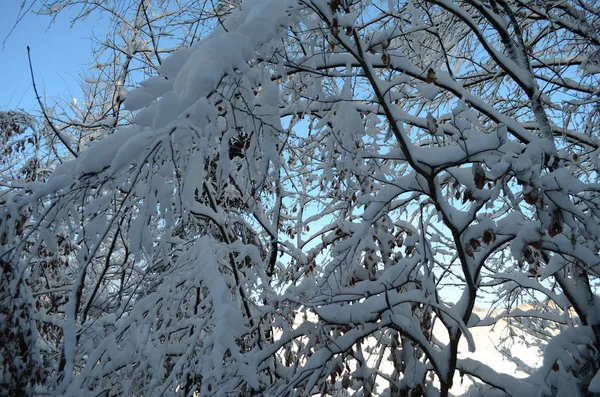 Stromy pokryté chrastí a sněhem v horách — Stock fotografie