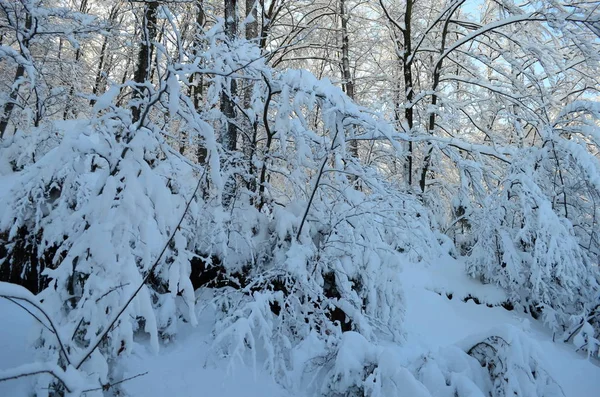 Árvores cobertas com geada e neve nas montanhas — Fotografia de Stock