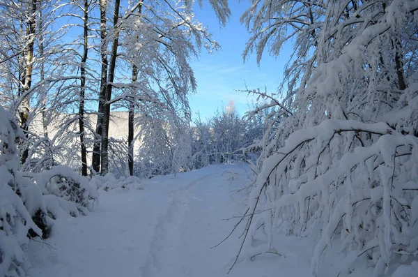 Árvores cobertas com geada e neve nas montanhas — Fotografia de Stock