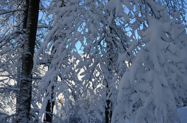 山上覆盖着白霜和雪的树木 — 图库照片