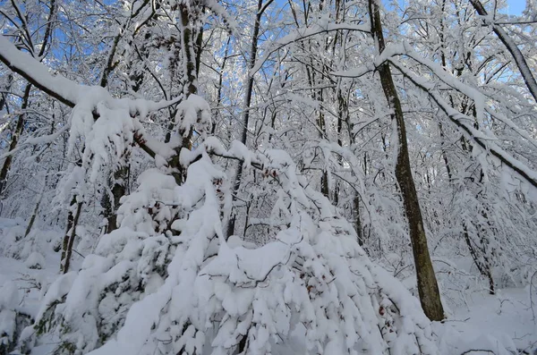 Дерева покриті калюжами і снігом в горах — стокове фото