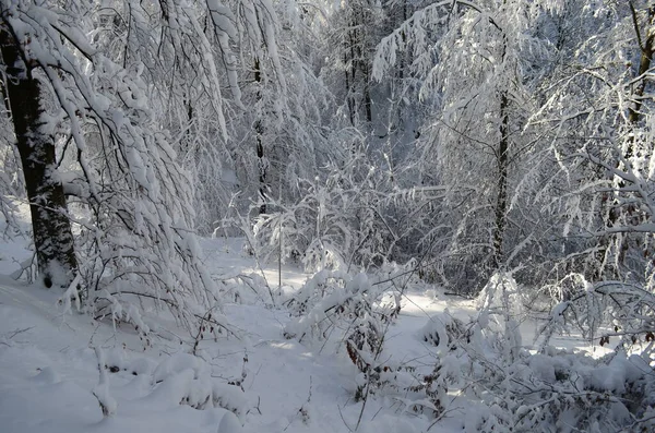 Árvores cobertas com geada e neve nas montanhas — Fotografia de Stock