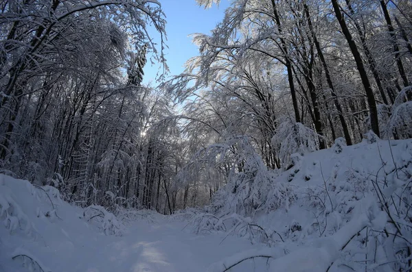 Árvores cobertas com geada e neve nas montanhas — Fotografia de Stock