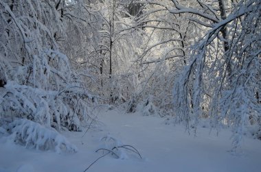 Dağlarda kar ve karla kaplı ağaçlar