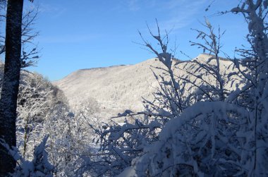 Dağlarda kar ve karla kaplı ağaçlar