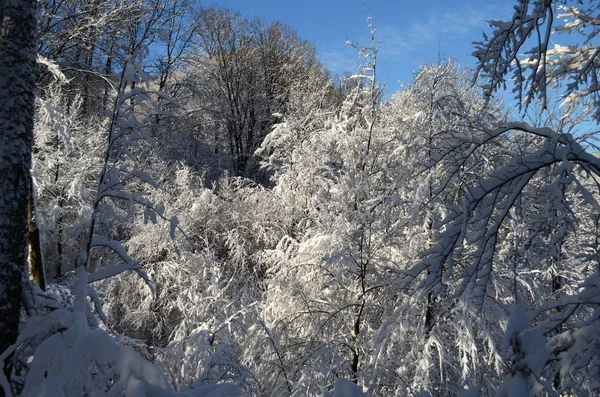 Дерева покриті калюжами і снігом в горах — стокове фото
