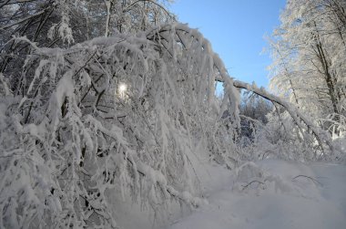 Dağlarda kar ve karla kaplı ağaçlar