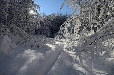 Dağlarda kar ve karla kaplı ağaçlar