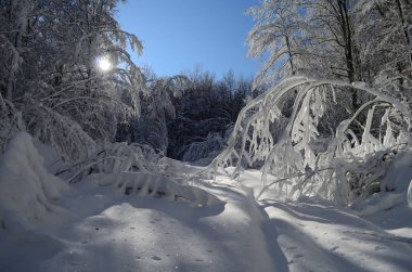 Dağlarda kar ve karla kaplı ağaçlar