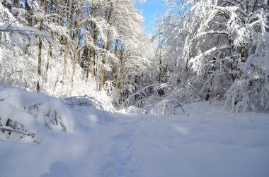 Dağlarda kar ve karla kaplı ağaçlar