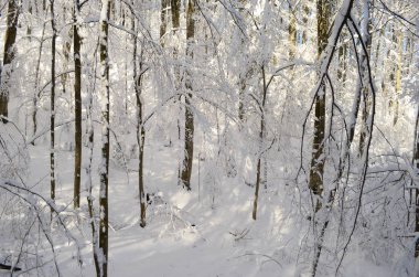 Dağlarda kar ve karla kaplı ağaçlar