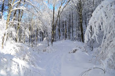 Dağlarda kar ve karla kaplı ağaçlar
