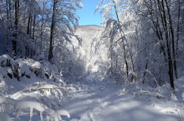 Dağlarda kar ve karla kaplı ağaçlar