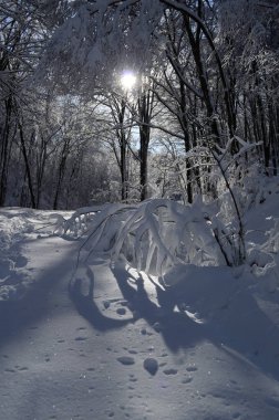 Dağlarda kar ve karla kaplı ağaçlar