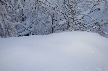Dağlarda kar ve karla kaplı ağaçlar