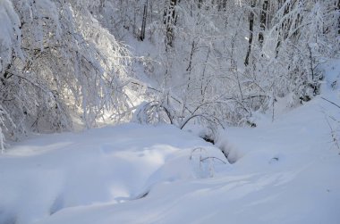 Dağlarda kar ve karla kaplı ağaçlar