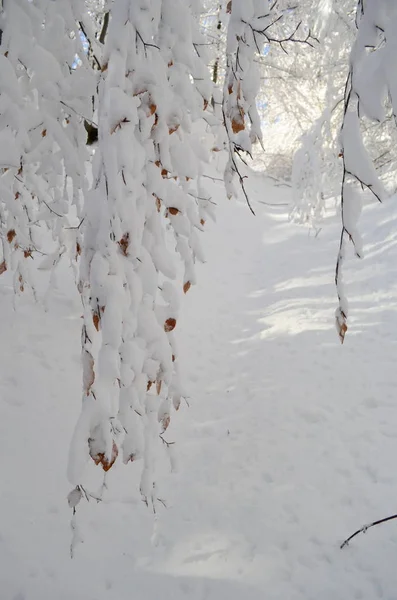 Bomen bedekt met ijzel en sneeuw in de bergen — Stockfoto