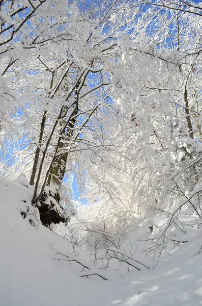 Trees covered with hoarfrost and snow in mountains — Stock Photo, Image