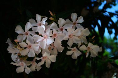 Güzel açan beyaz frangipani yaprak döken plumeria ağacının tatlı kokulu beyaz çiçekleri vardır.