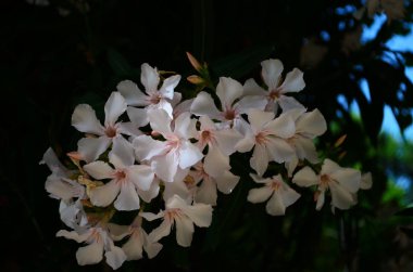 Güzel açan beyaz frangipani yaprak döken plumeria ağacının tatlı kokulu beyaz çiçekleri vardır.