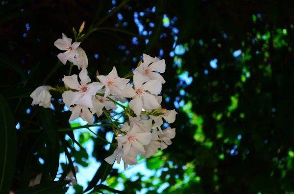 Jolie floraison frangipani blanc est feuillu plumeria arbre a des fleurs blanches parfumées douces odeur — Photo