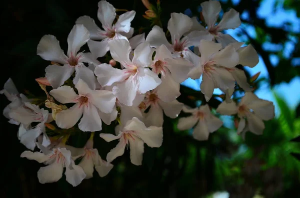 Jolie floraison frangipani blanc est feuillu plumeria arbre a des fleurs blanches parfumées douces odeur — Photo