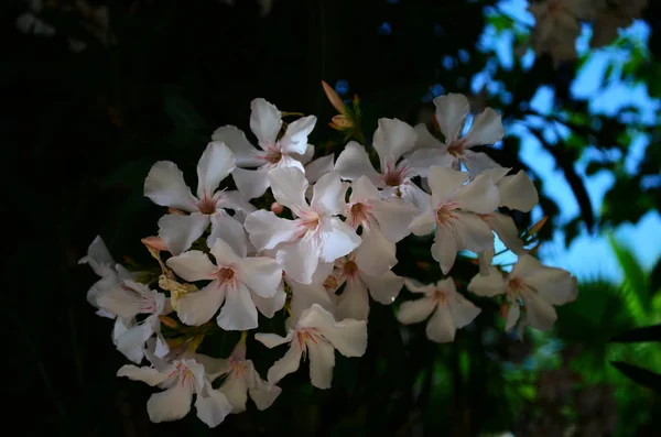 Frangipani blanco bastante floreciente es árbol de plumeria deciduo tiene flores blancas perfumadas de olor dulce —  Fotos de Stock