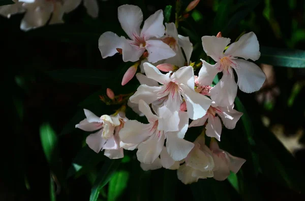 Güzel açan beyaz frangipani yaprak döken plumeria ağacının tatlı kokulu beyaz çiçekleri vardır. — Stok fotoğraf