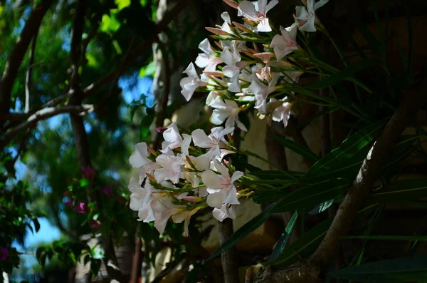 Piuttosto fiorente frangipani bianco è albero di piumeria deciduo ha fiori bianchi profumati profumati — Foto Stock