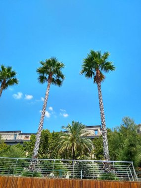 avuç içi ile güzel bir parkta yürüyüş