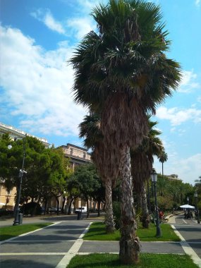 Güzel park palmiye ağaçları İtalya ile