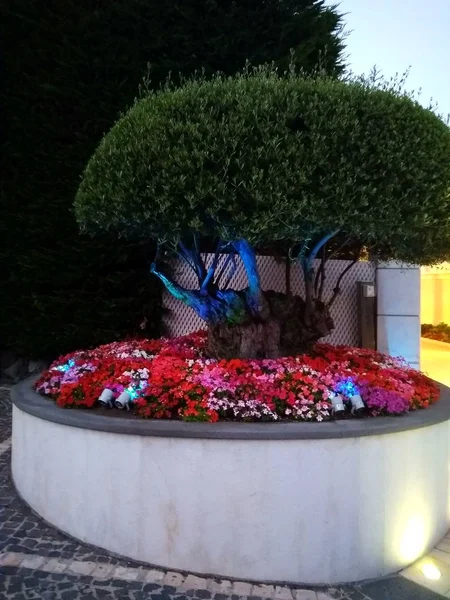 Cama de flores colorida no parque do hotel.Plantado no centro — Fotografia de Stock