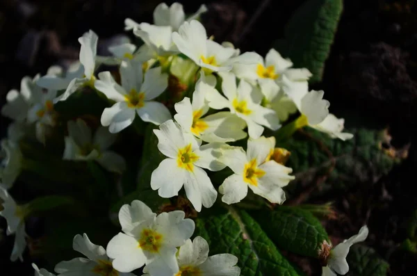Yellow Primula Flowers Spring First Flowers — Stock Photo, Image