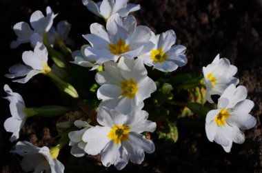 Baharda sarı primula çiçekleri kapanıyor.