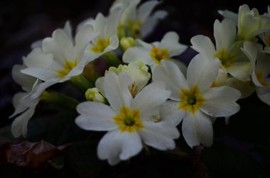 Baharda sarı primula çiçekleri. İlk çiçekler