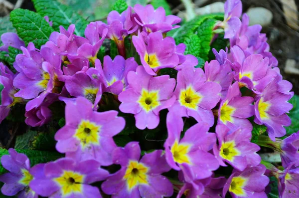 Rosa primula blommor på våren. Närbild första blommor — Stockfoto