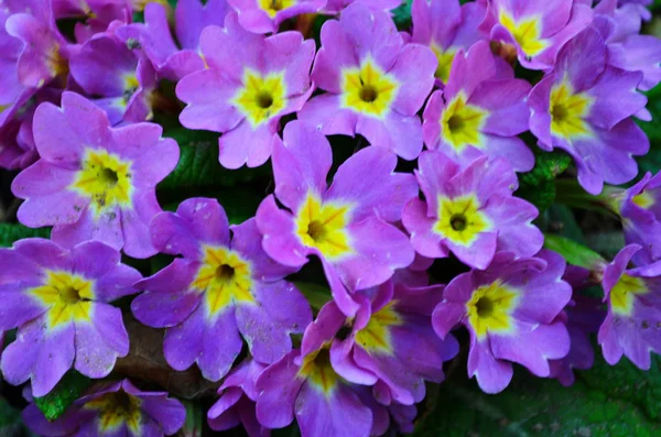 Pink primula flowers at spring. Close up first flowers — Stock Photo, Image