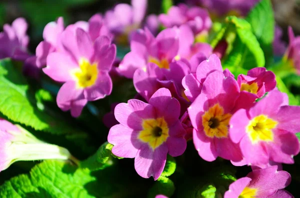 Pink primula flowers at spring. Close up first flowers — Stock Photo, Image