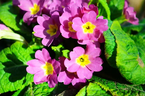 Flores de primula rosa na primavera. Fechar as primeiras flores — Fotografia de Stock