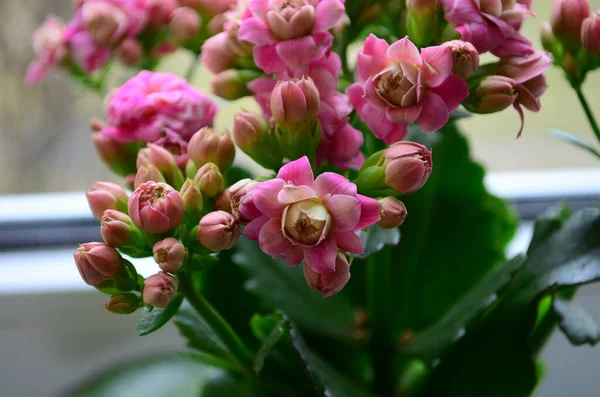 Pembe Calanchoe Çiçekleri Doğal Bir Arka Plan Olarak Üstten Görünür — Stok fotoğraf