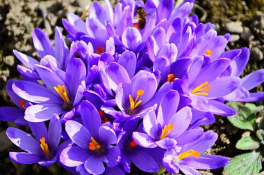 İlk bahar çiçekleri: Karları erittikten sonra büyüyen mor timsahlar