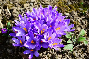 İlk bahar çiçekleri: Karları erittikten sonra büyüyen mor timsahlar