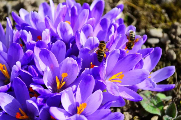 Első Tavaszi Virágok Lila Crocus Olvadás Után Közeli — Stock Fotó